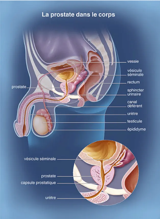 la prostate dans le corps